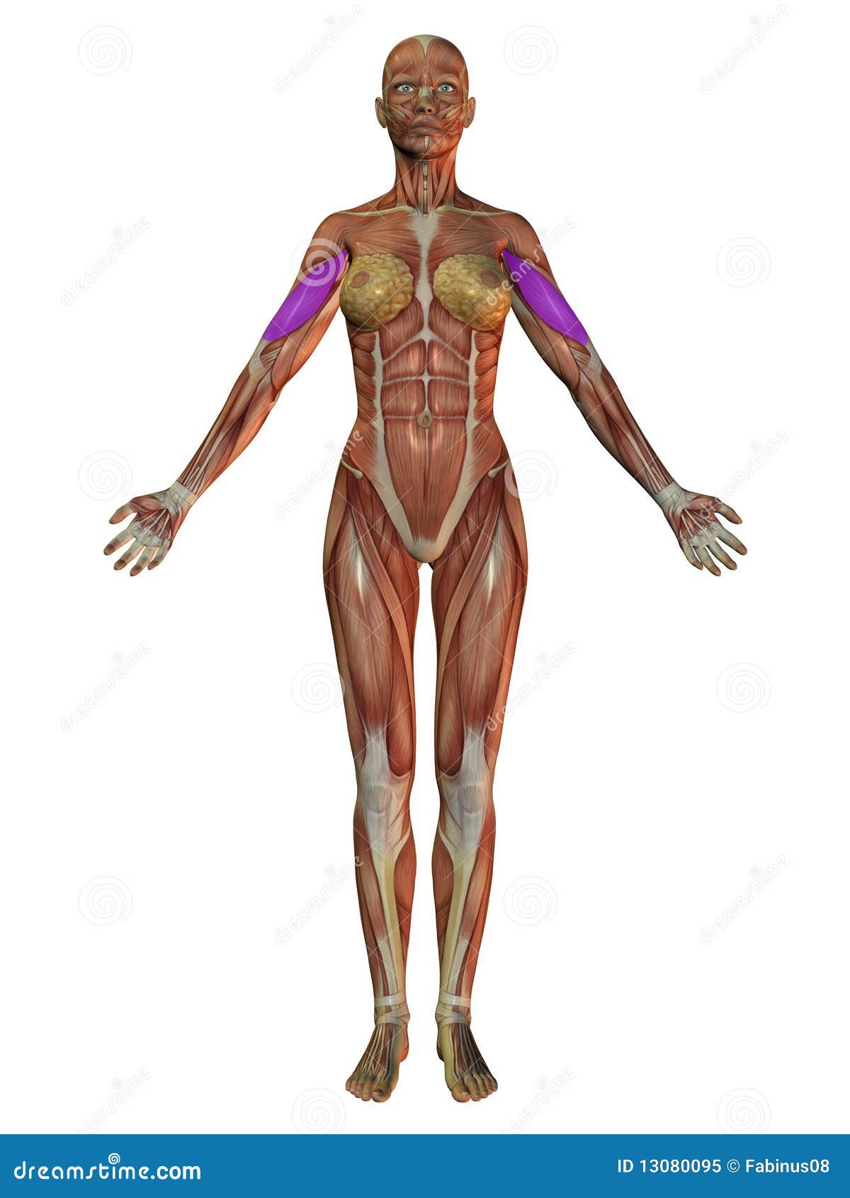 Woman anatomical body stock illustration. Image of system - 13080095