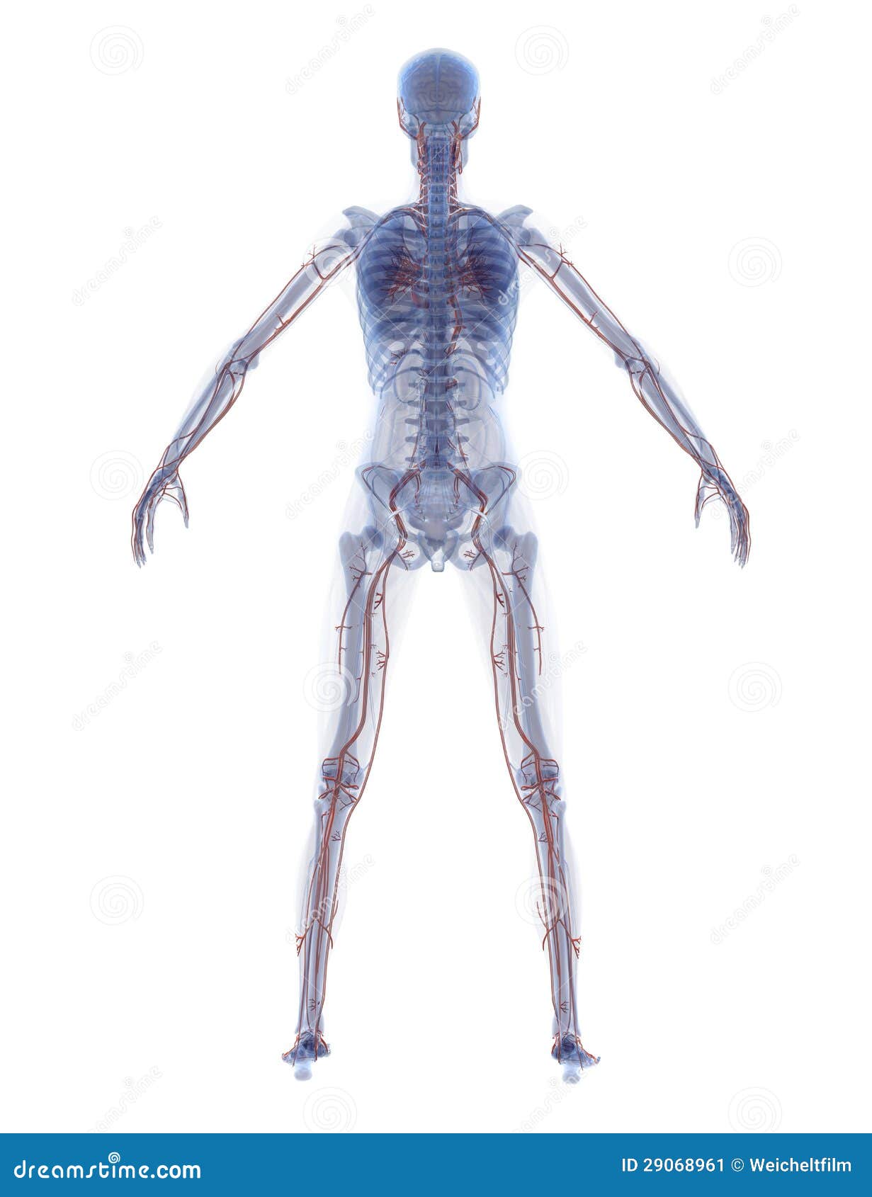 Woman Anatomy stock illustration. Illustration of head - 29068961