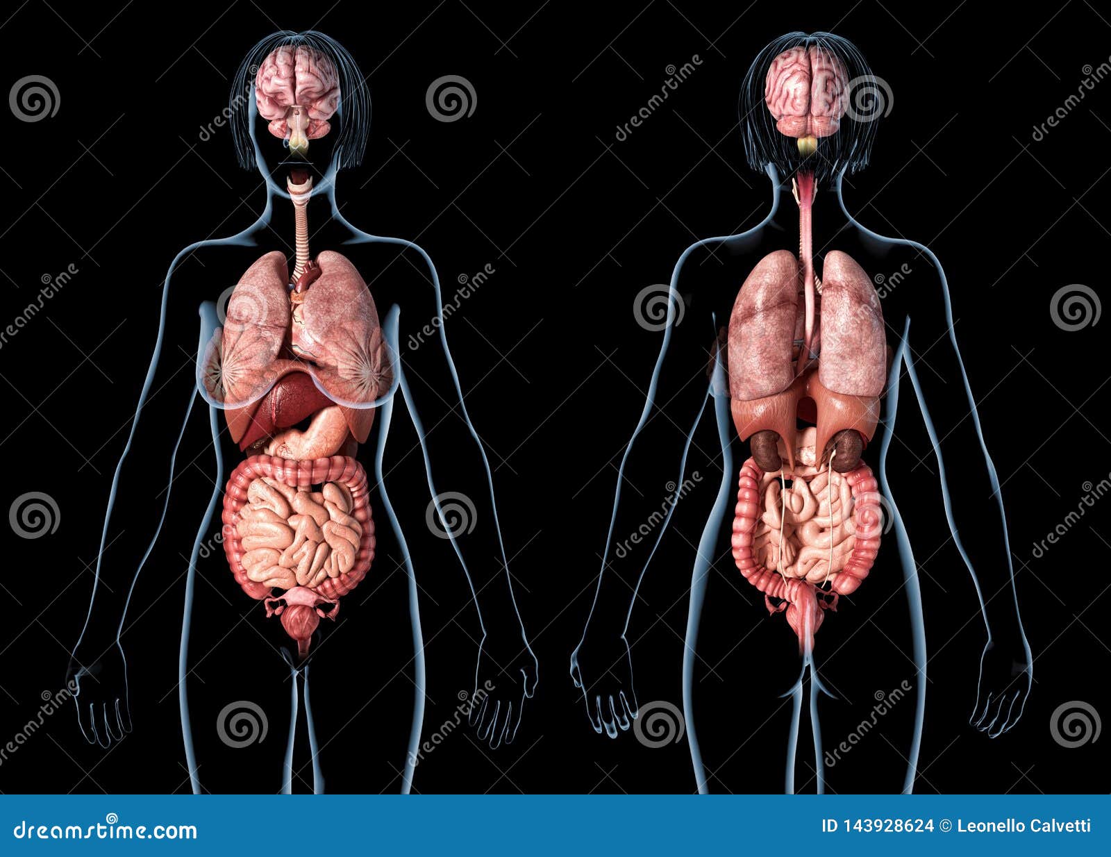 Woman Anatomy Internal Organs, Rear and Front Views Stock Illustration