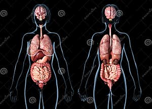 Woman Anatomy Model Royalty Free Illustration CartoonDealer 