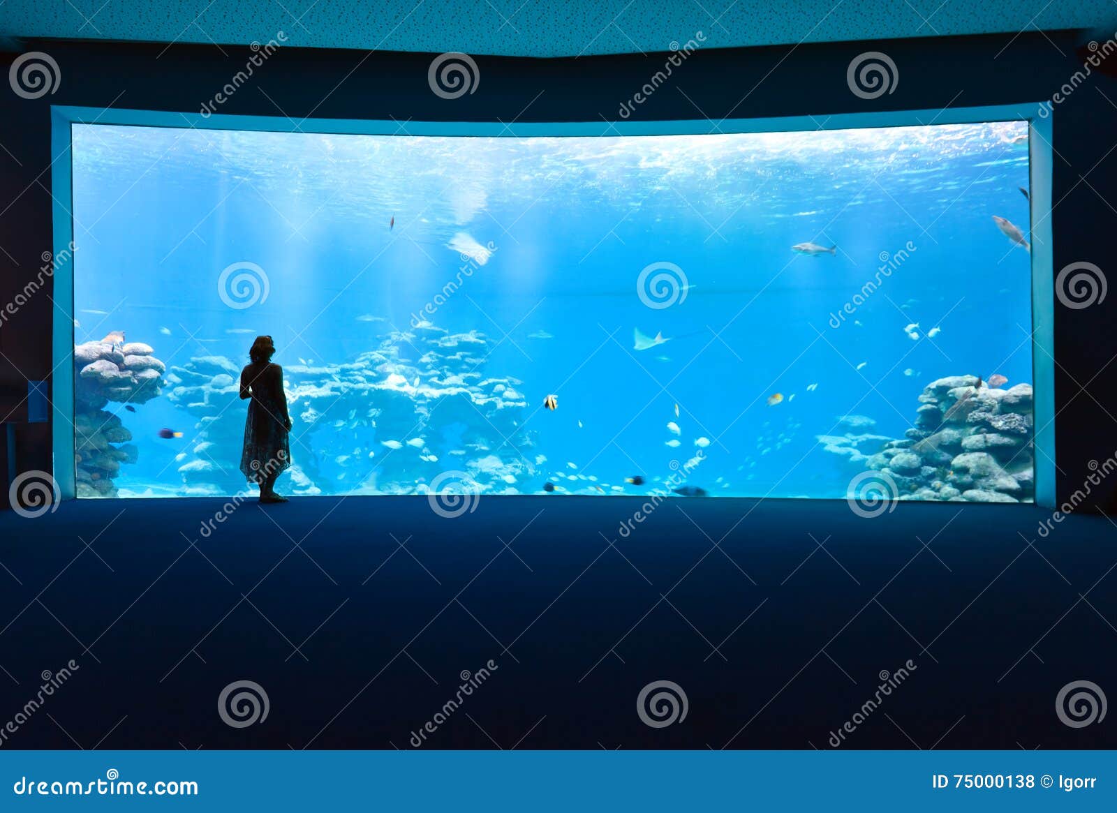 Woman in the aquarium stock photo. Image of beautiful - 75000138