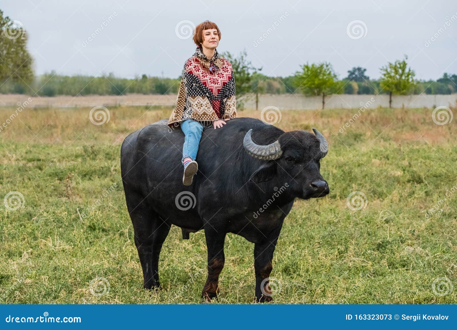 Free Photo  Big black buffalo on the fields covered with tall