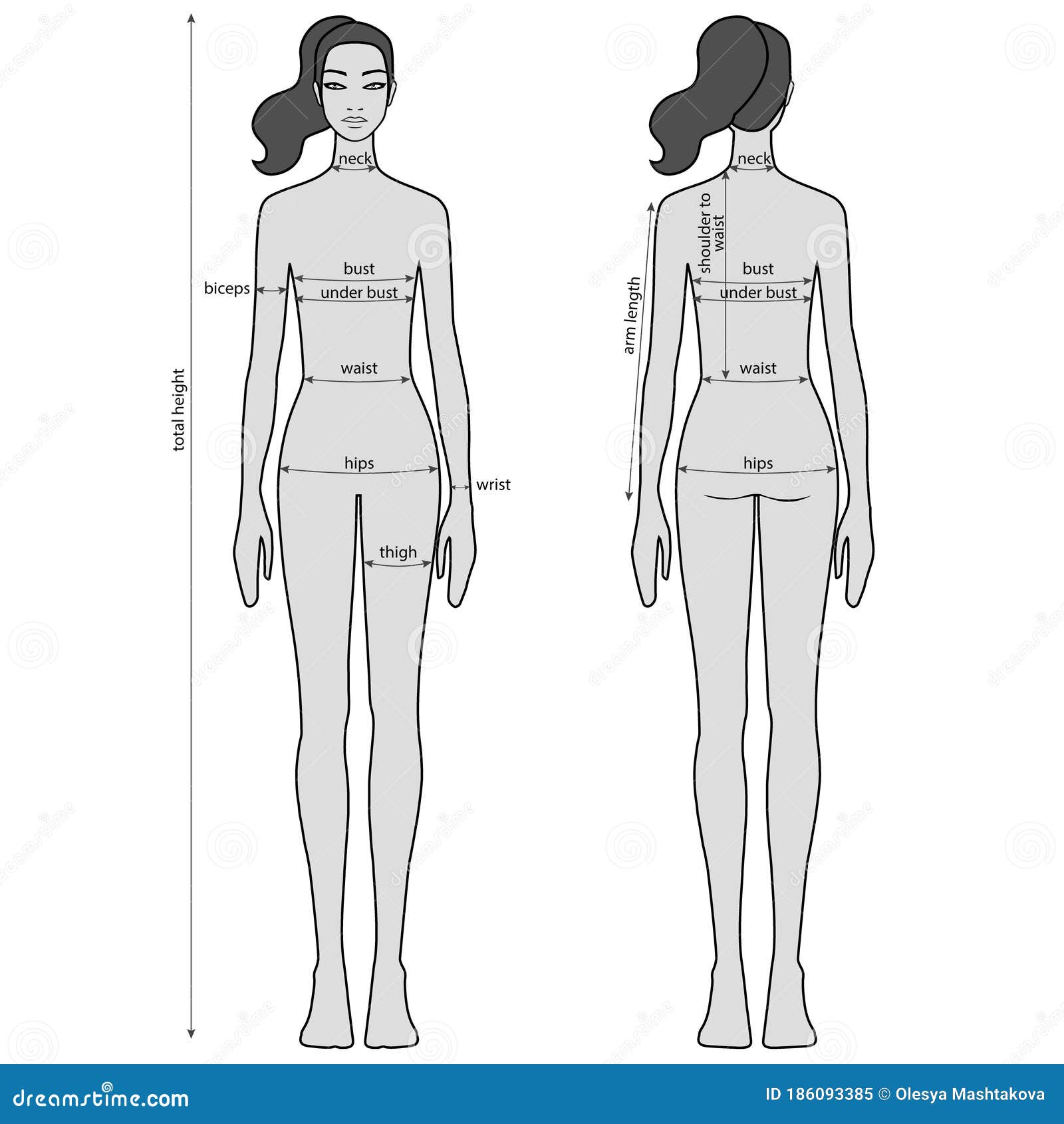 Woman Body Measurement Chart. Female Figure: Front and Back Views ...