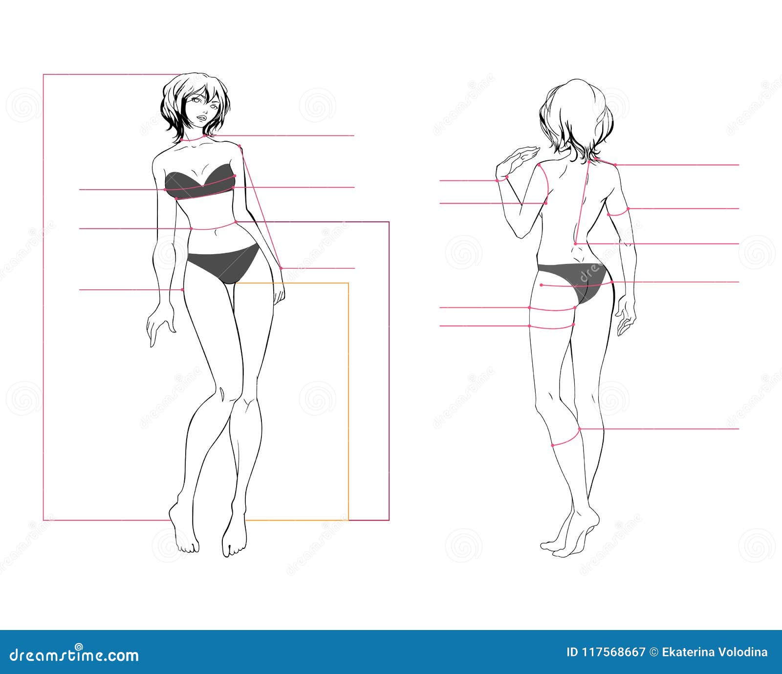 Female Body Proportions Chart