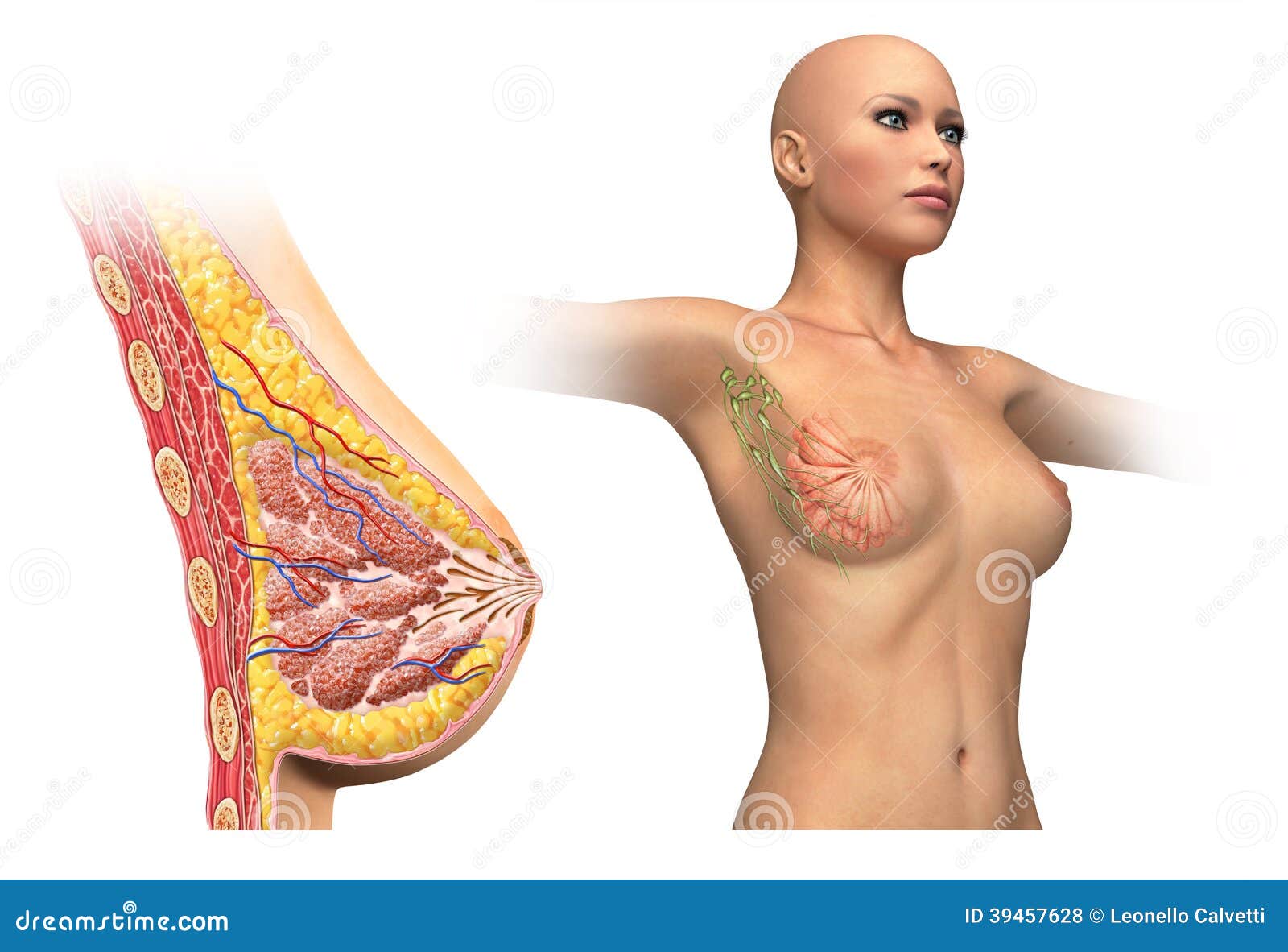 Woman Breast Cutaway Diagram. Stock Illustration - Illustration of