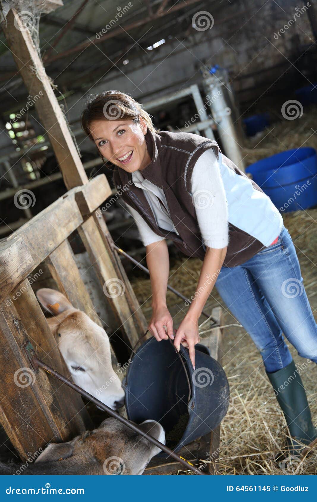 Woman breeder feeding cows stock image. Image of farmer 64561145