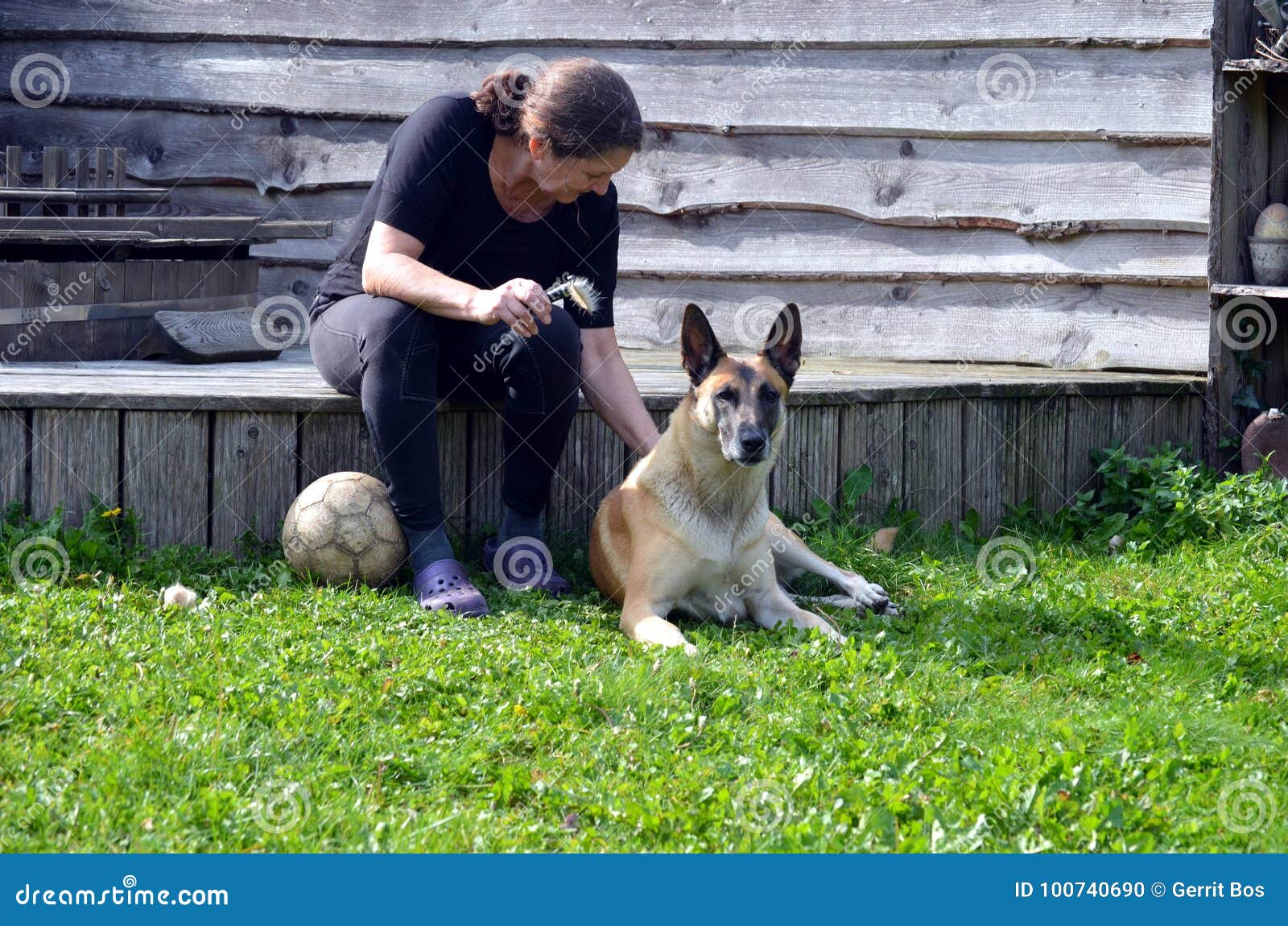 belgian malinois brush