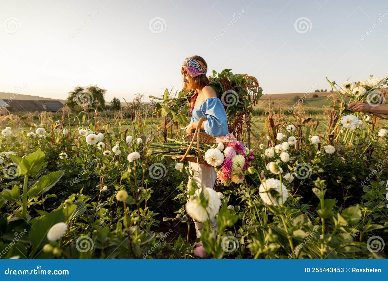 Woman Carries Lots of Freshly Picked Up Flowers at Farm Stock Image Woman Carries Lots of Freshly Picked Up Flowers at Farm Stock Image