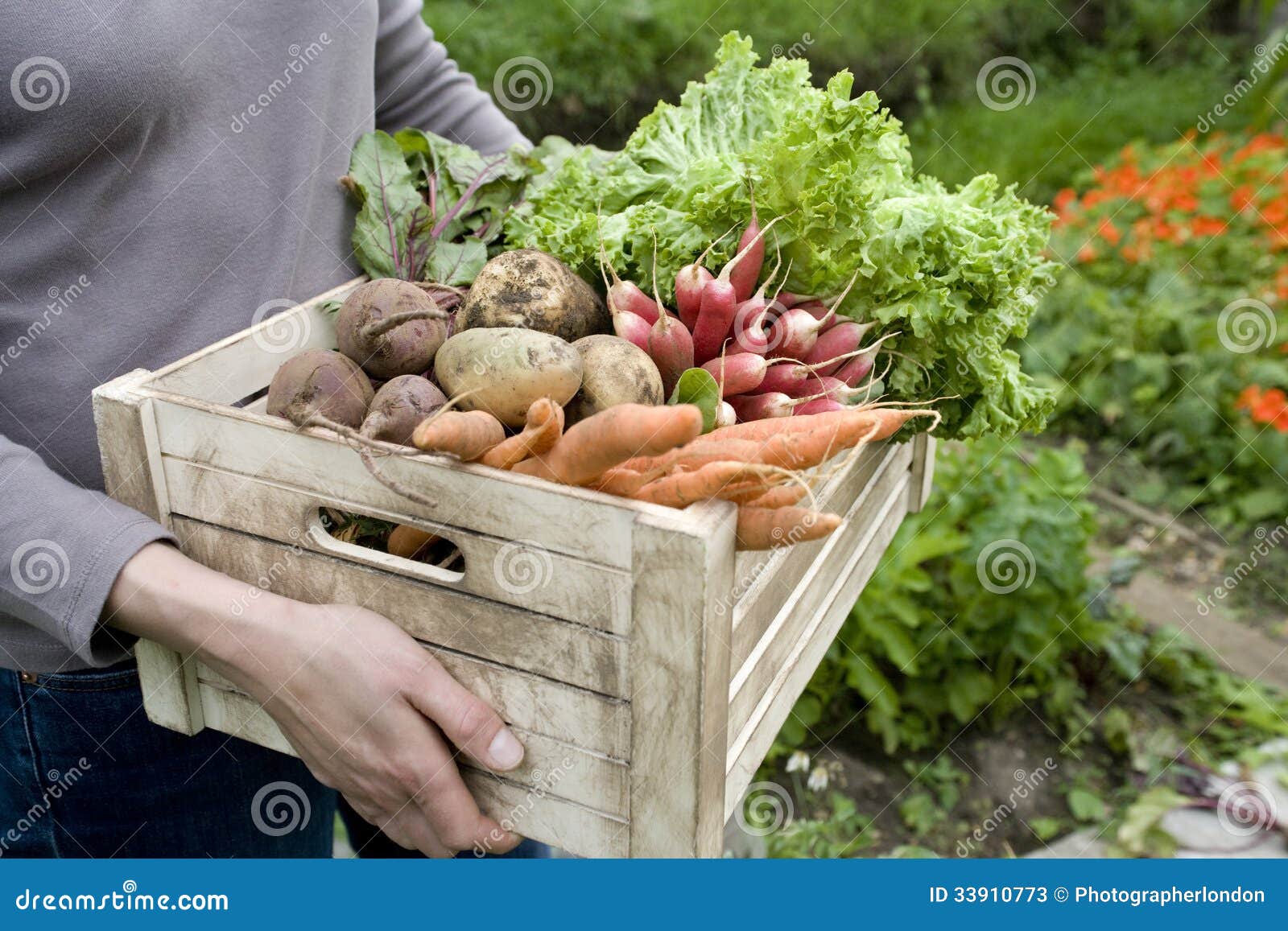 Midsection of woman carrying crate with freshly harvested vegetables in garden