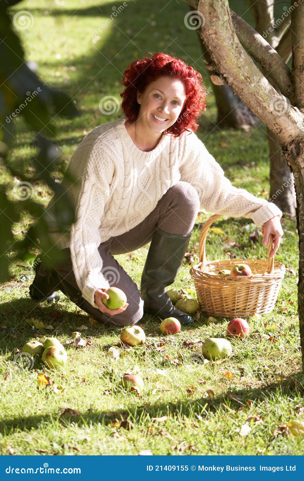 Woman Collecting Apples Off the Ground Stock Image Image of fresh
