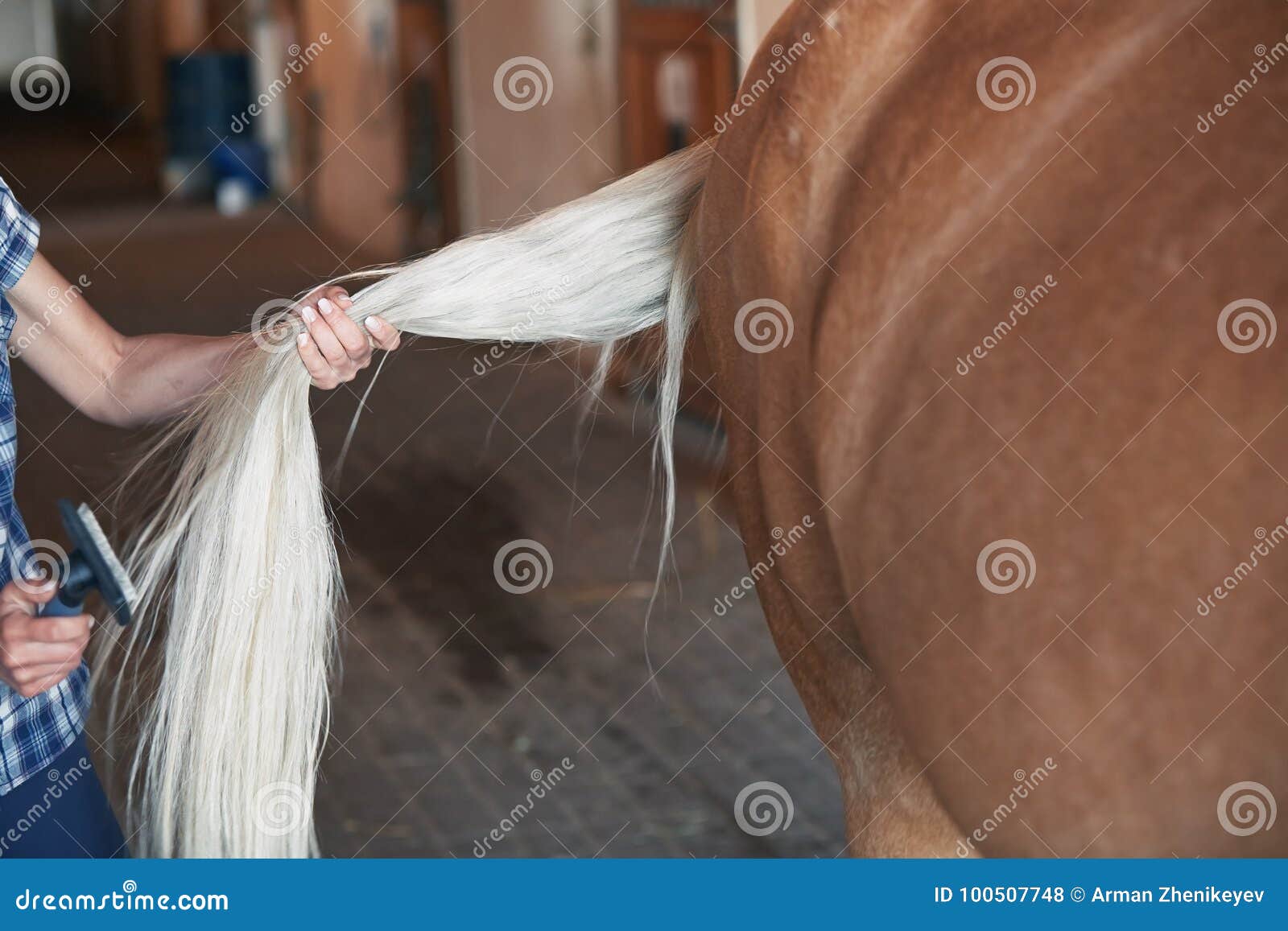 Woman Combing Tail of Horse Stock Photo Image of behavior, animal