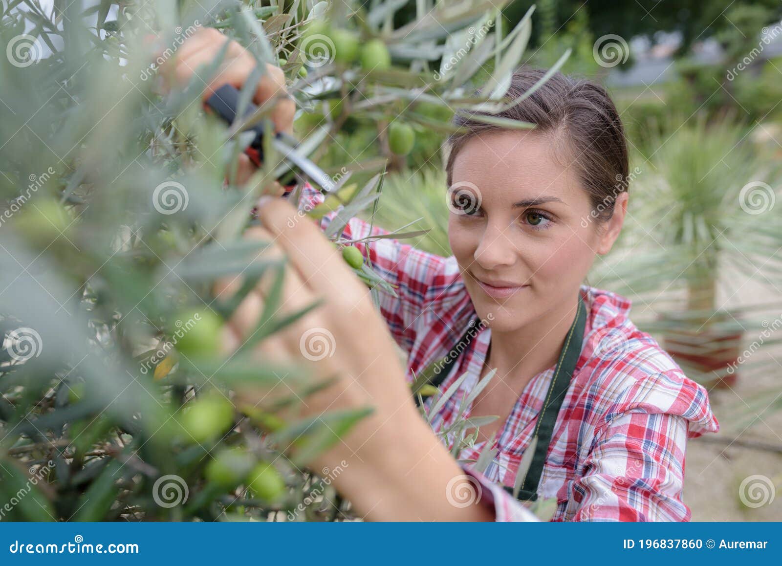 Woman Cuts Branch Cherry Tree with Pruning Scissors Stock Photo Image