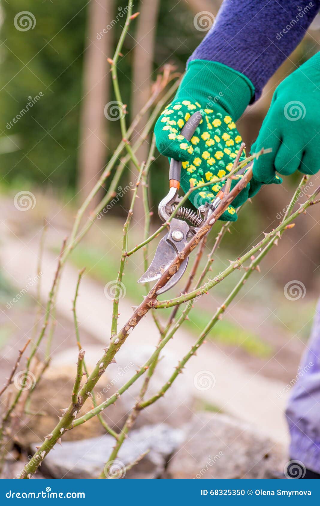Woman cuts bush stock photo. Image of nature, greenhouse 68325350