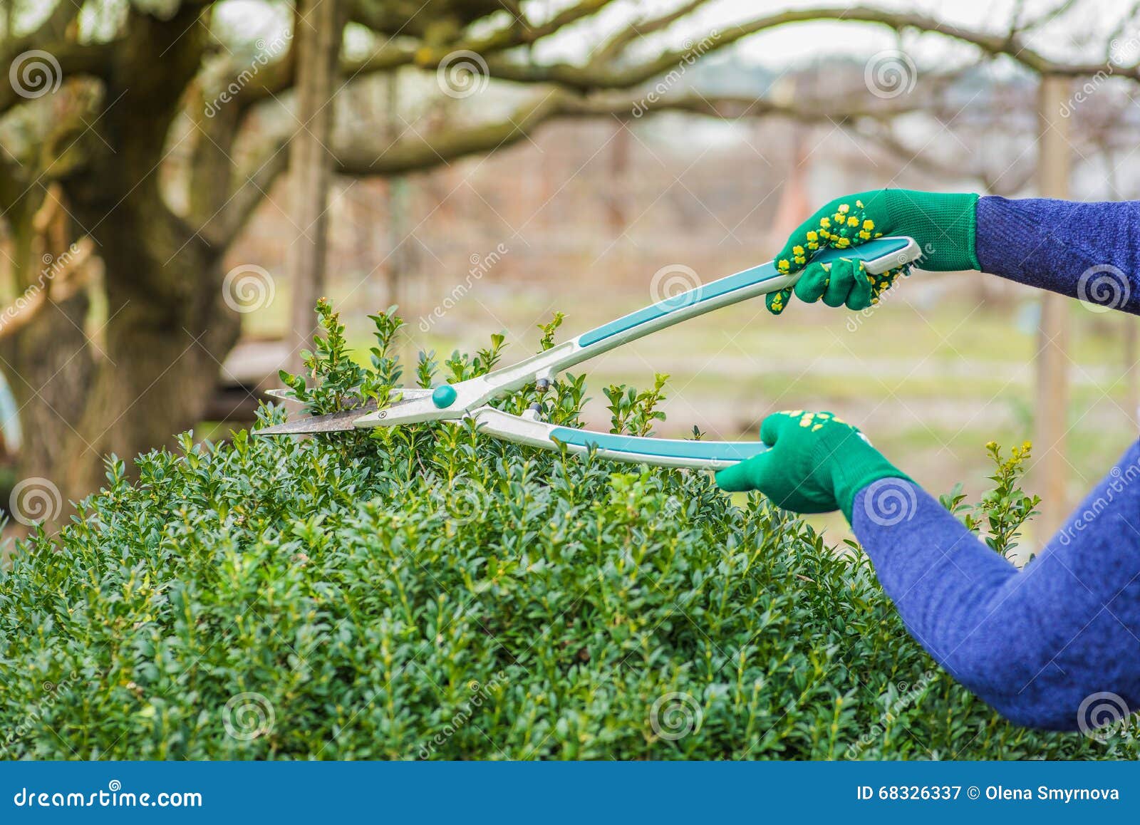 Woman cuts bush stock image. Image of flowers, agriculture 68326337