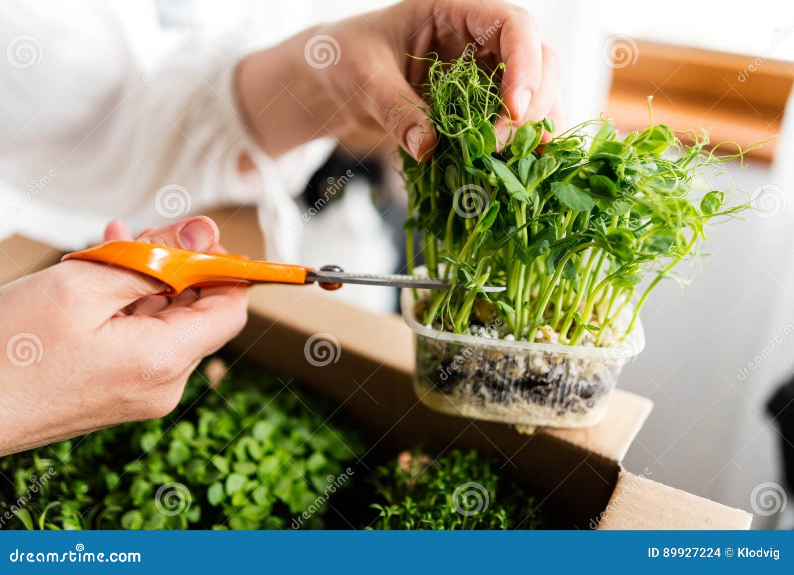 woman cutting pea sprouts