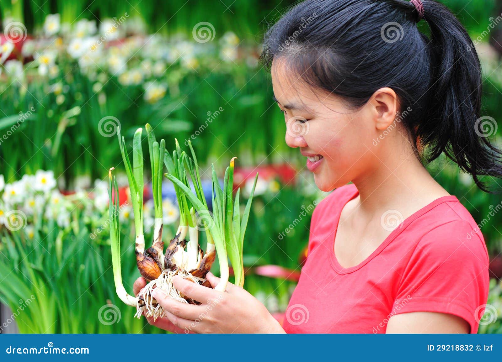 Florist with daffodil stock photo. Image of color, garden 29218832