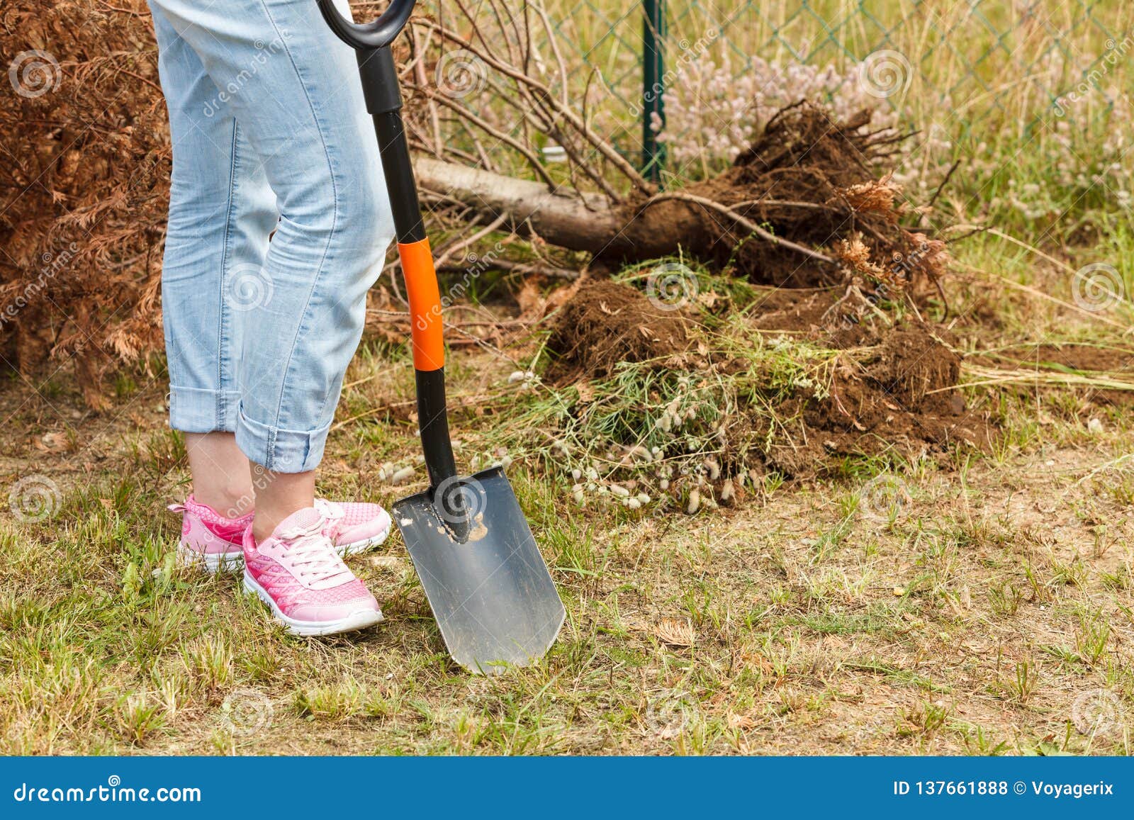 Woman Digging Hole in Garden Stock Photo - Image of spade, digging ...