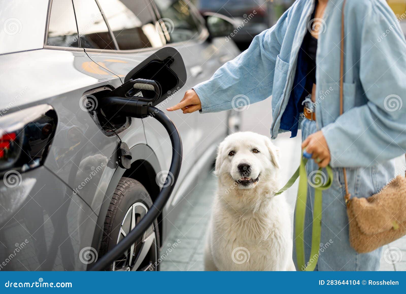 Woman with Dog Pulling a Charging Plug Out of Her EV Car, Stock Photo