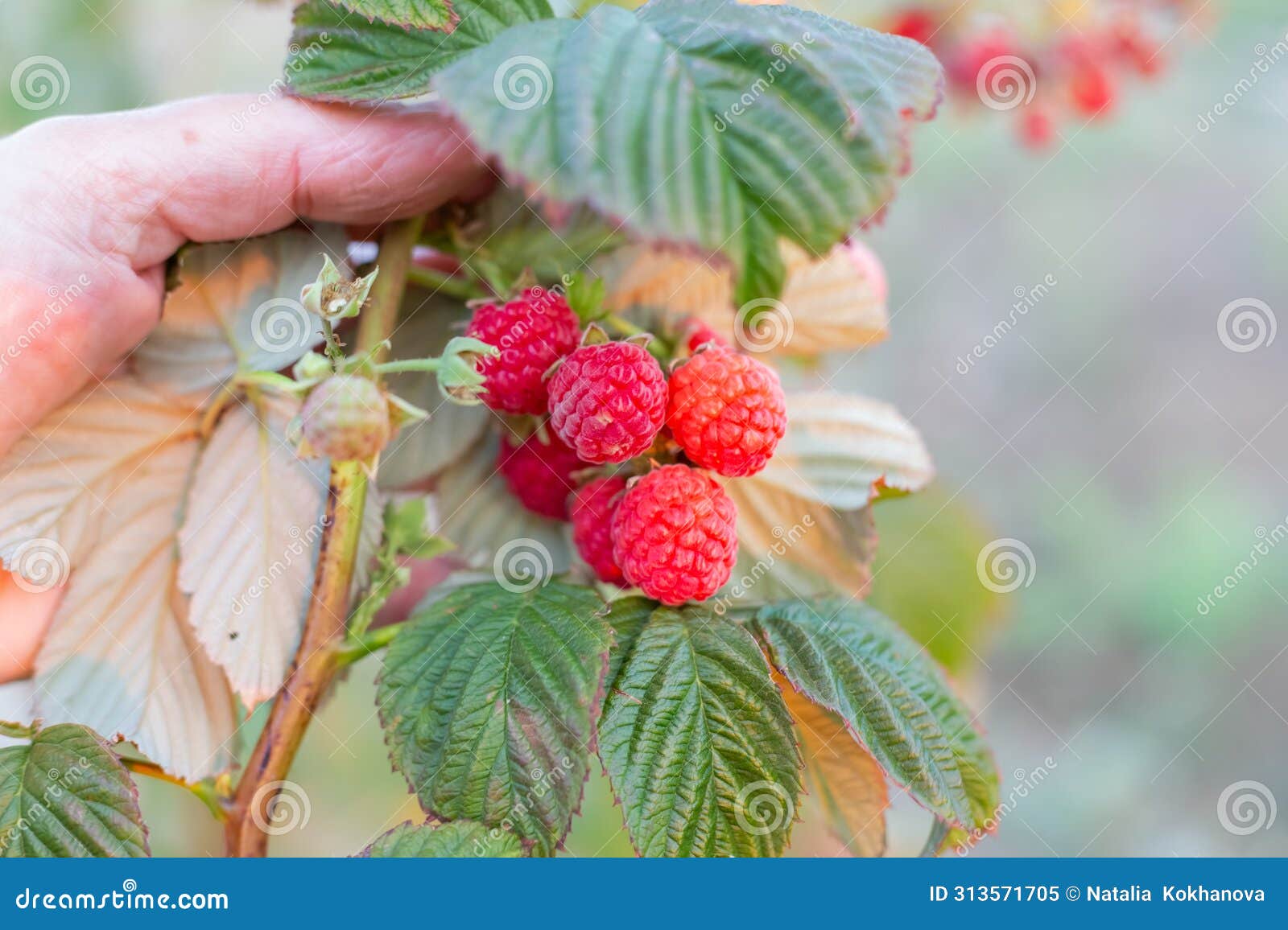 a woman examines the fruits of ripe maravilla raspberries on a bush. large varieties of raspberries grow on the farm