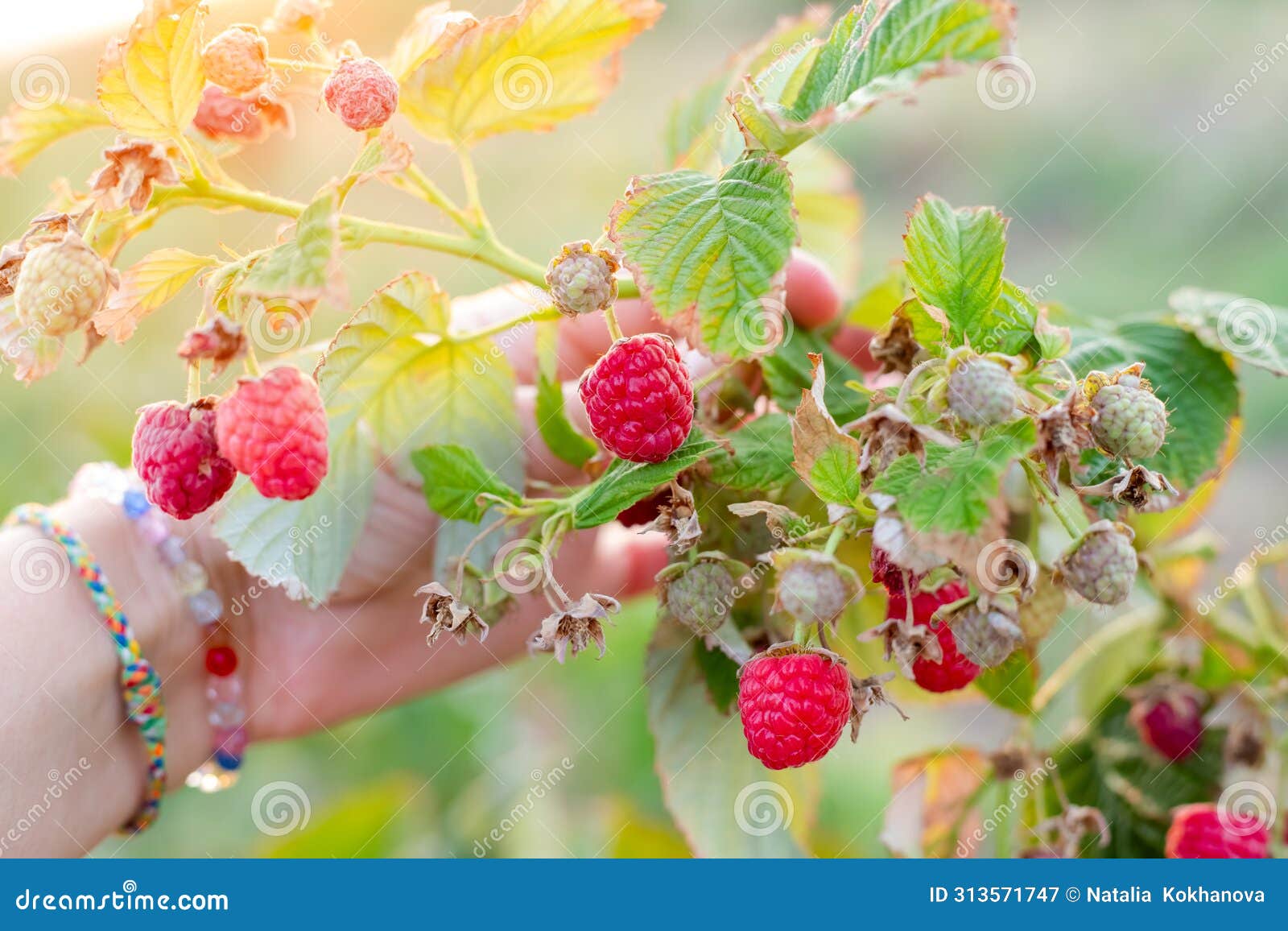 a woman examines the fruits of ripe maravilla raspberries on a bush. large varieties of raspberries grow on the farm