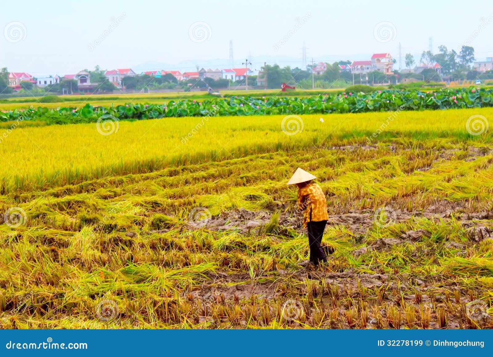 Woman Farmer Working On A Rice Field Editorial Stock Image Image Of Life Nature 32278199