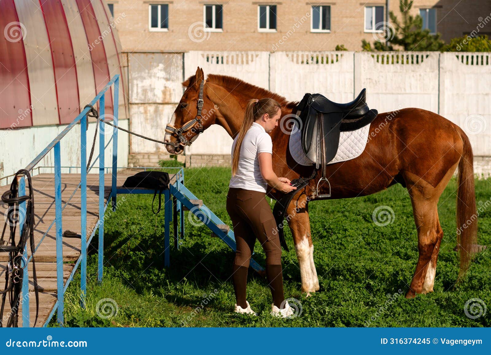 woman fastening girth on saddled horse