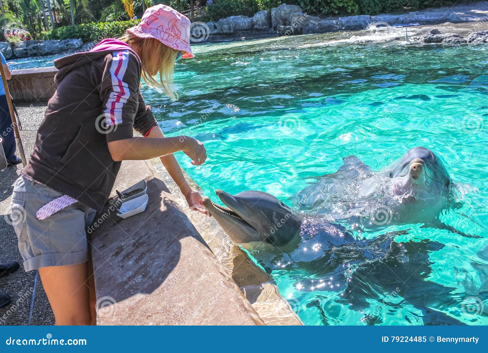 Woman feeds dolphin stock image. Image of happy, girl 79224485