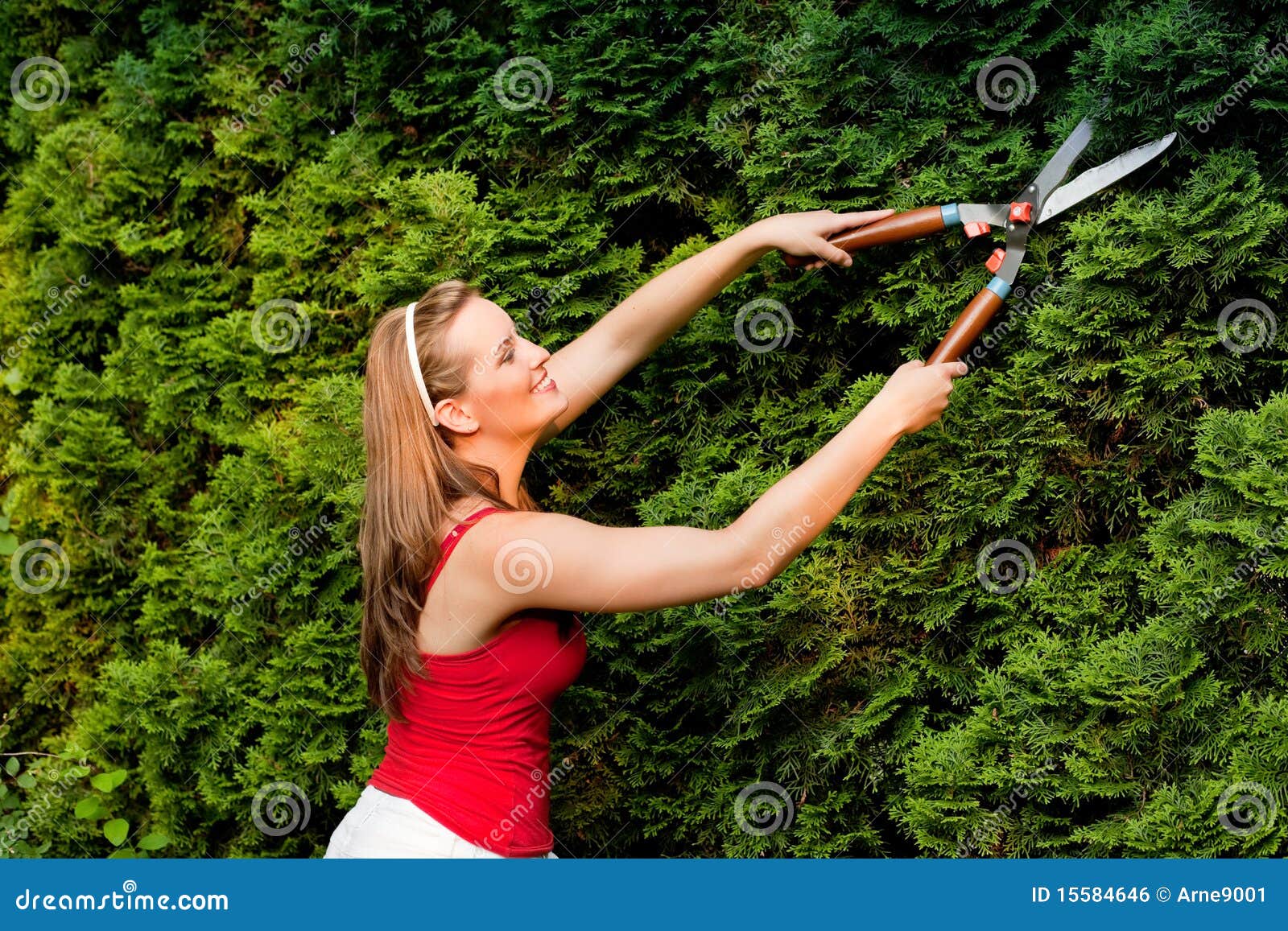 Woman in Garden Trimming Hedge Stock Photo Image of gardening, hobby