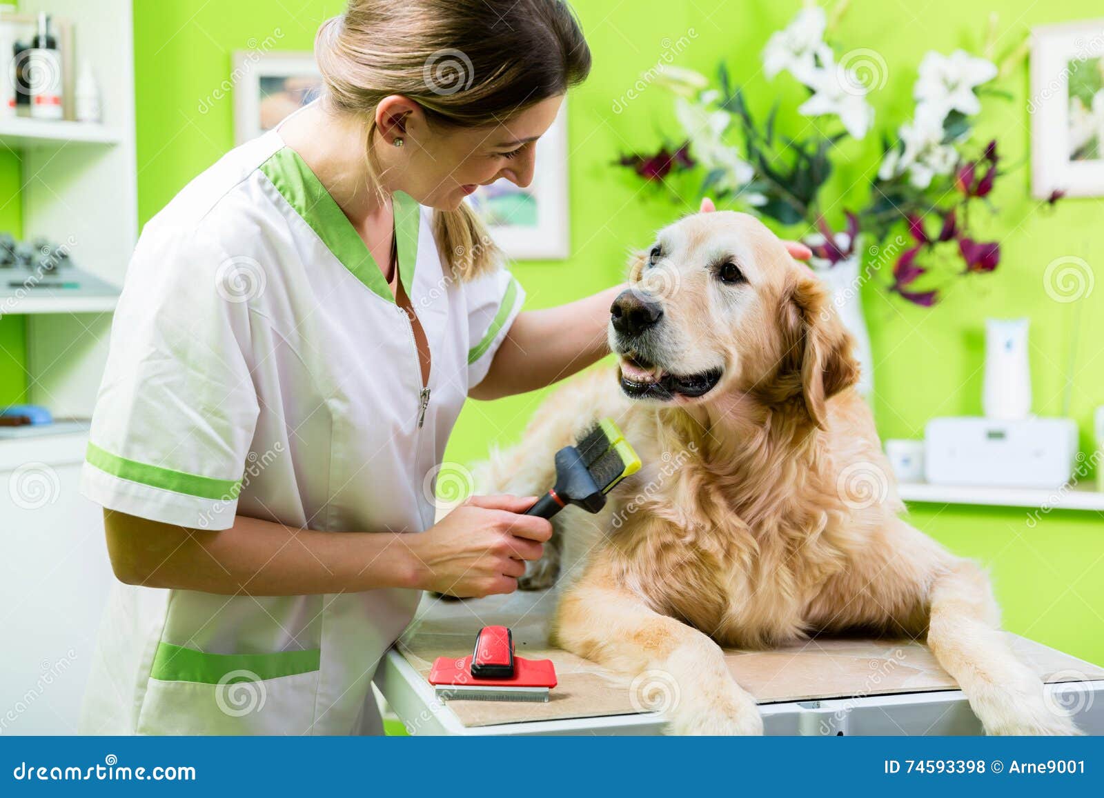 woman getting golden retriever fur care at dog parlour