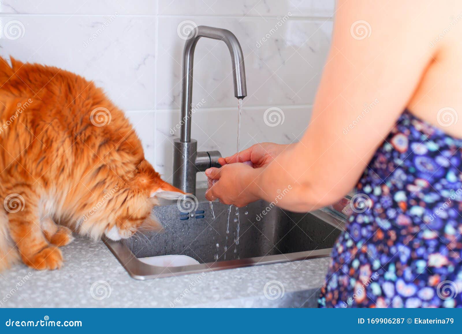Woman and Ginger Cat are Using Kitchen Sink Stock Image Image of