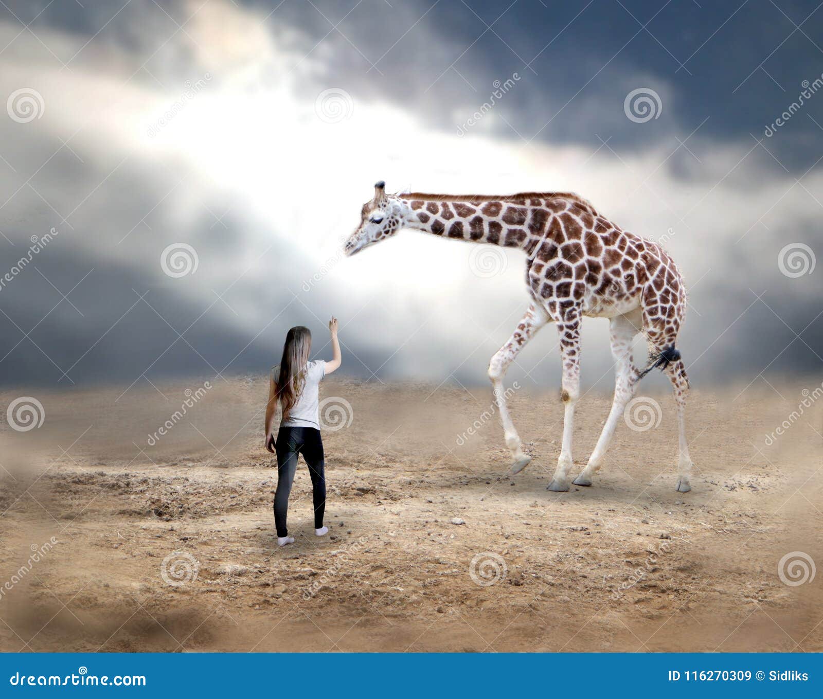 Woman with giraffe stock image. Image of natural, reach - 116270309