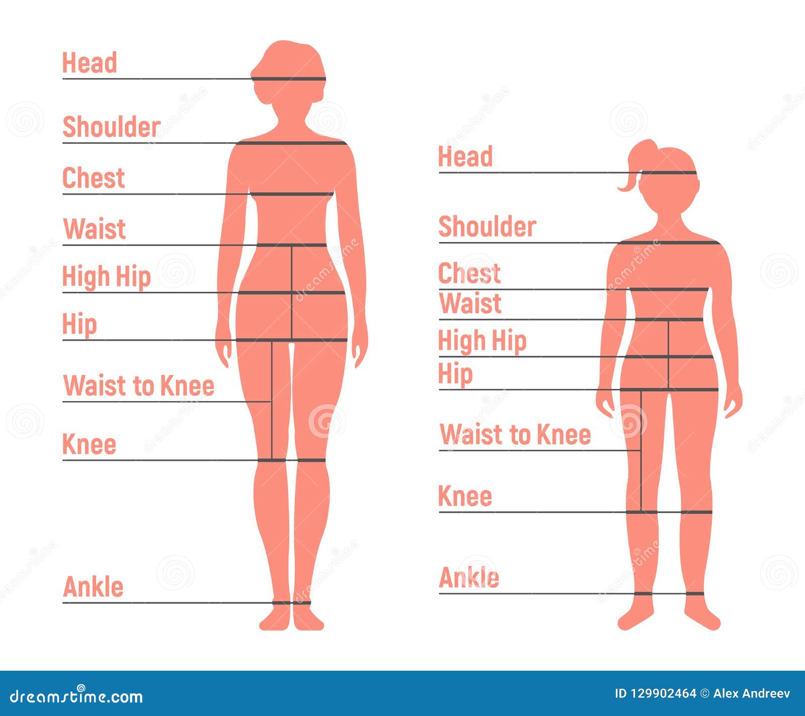 Human Height Chart