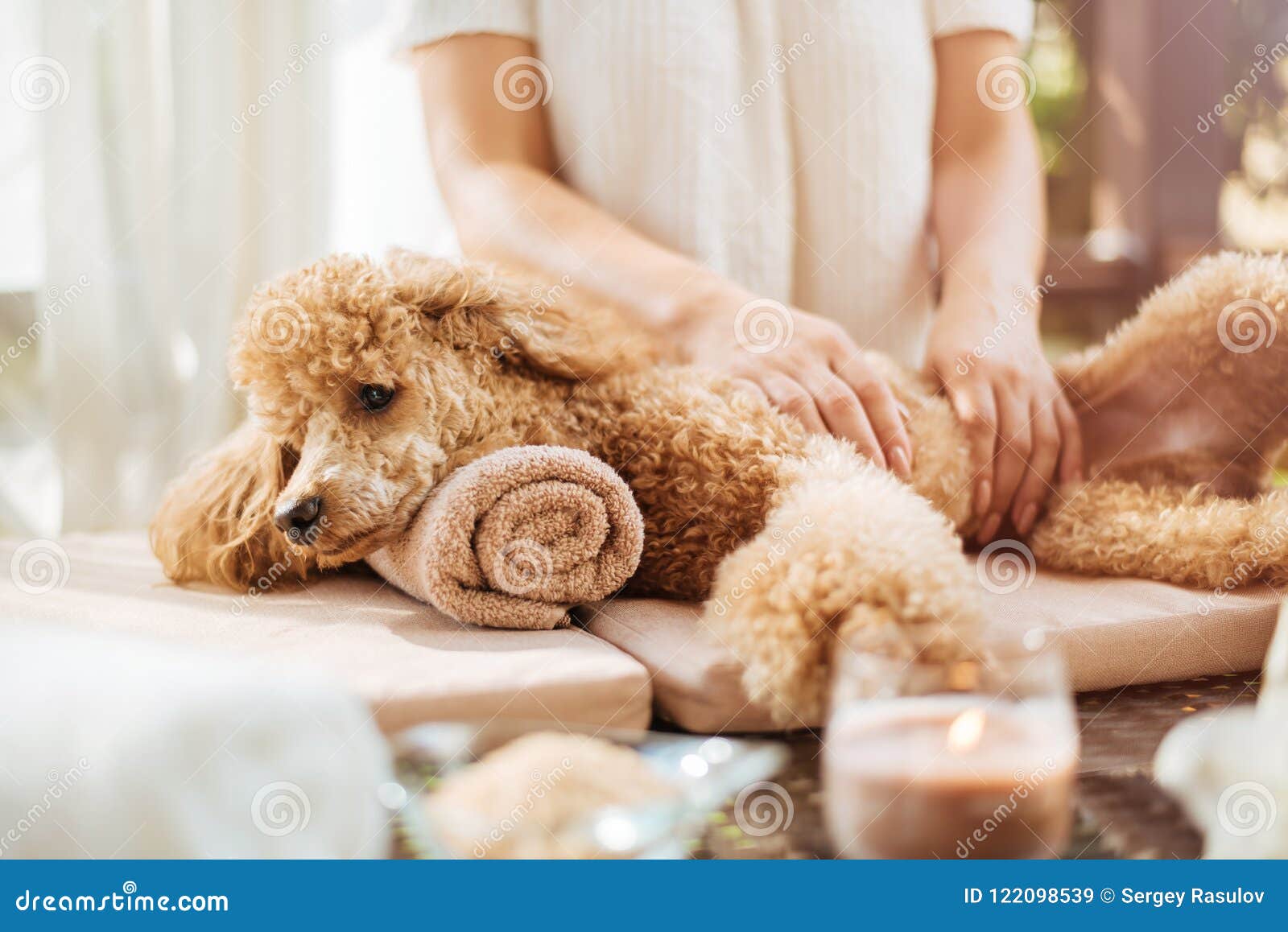 dog getting massage spa