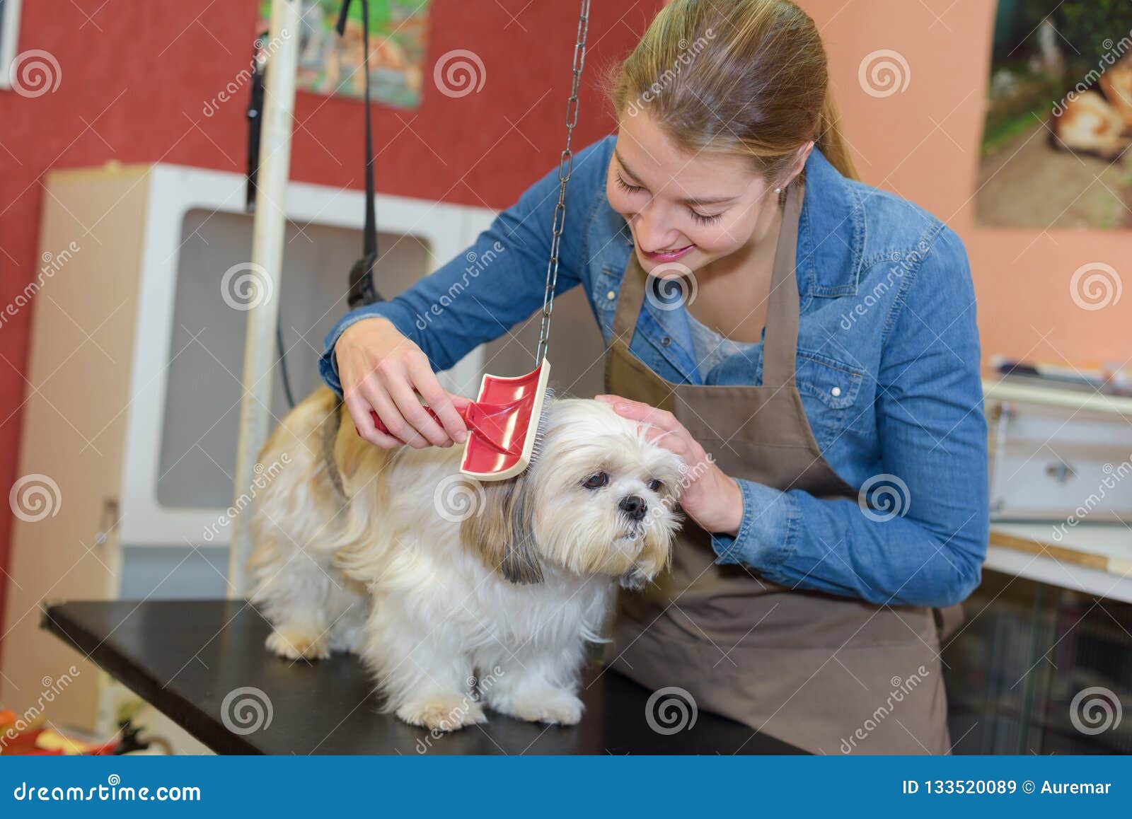 Woman grooming pet dog stock image. Image of canine - 133520089
