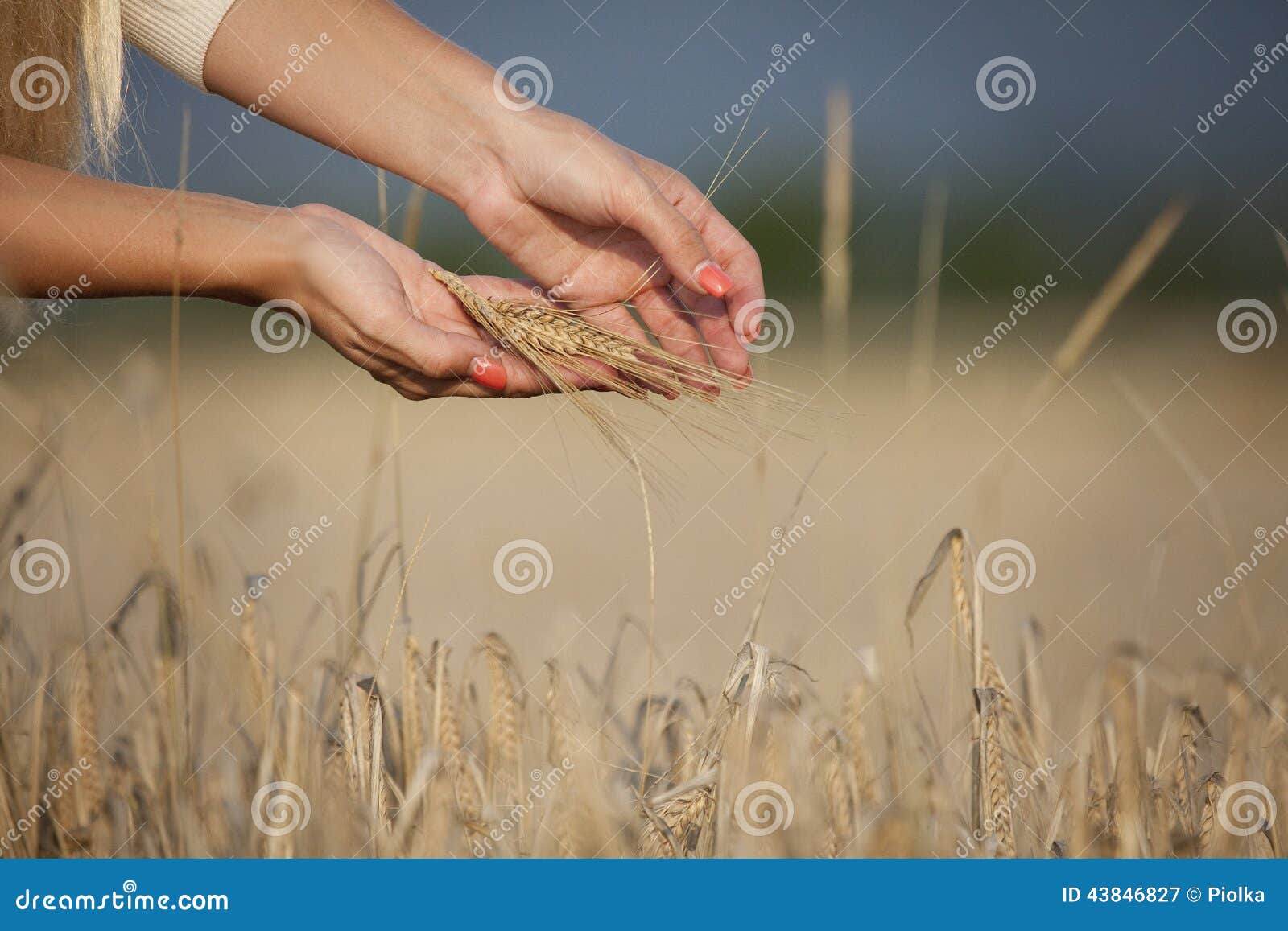 woman hand with corn