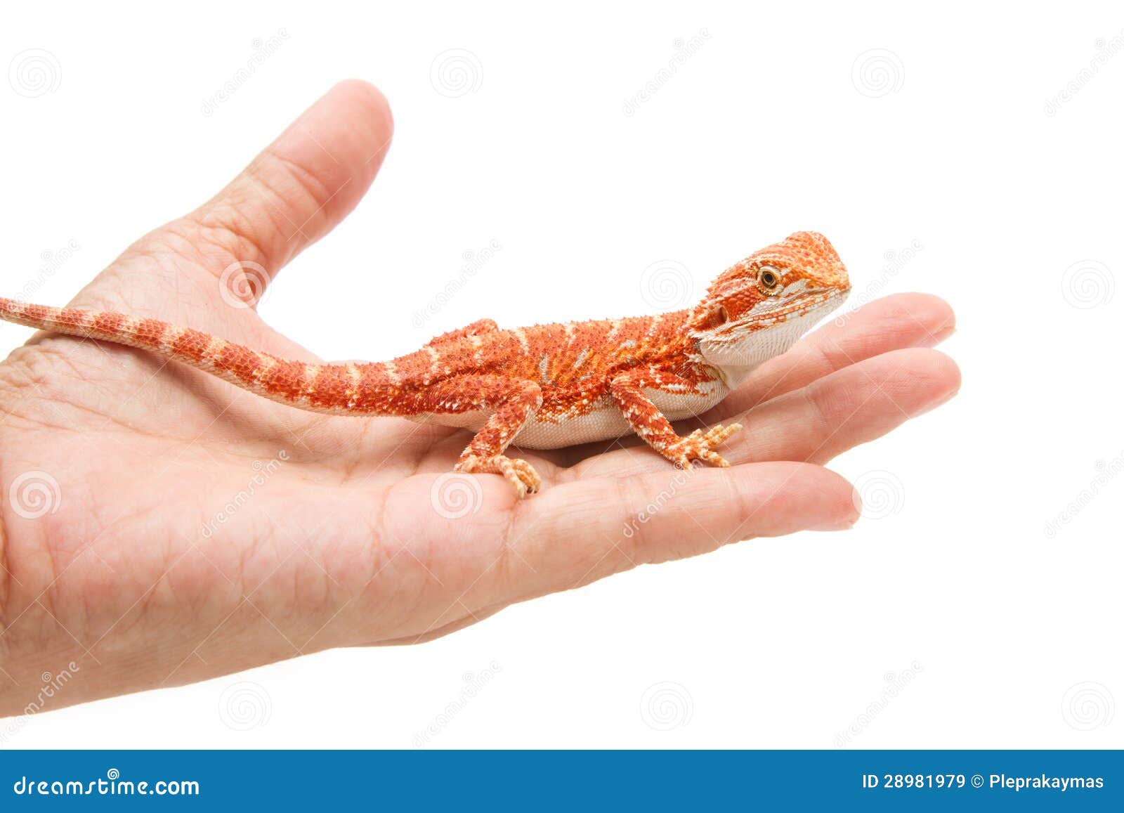 Woman Hand Holding A Bearded Dragon Royalty Free Stock Images Image