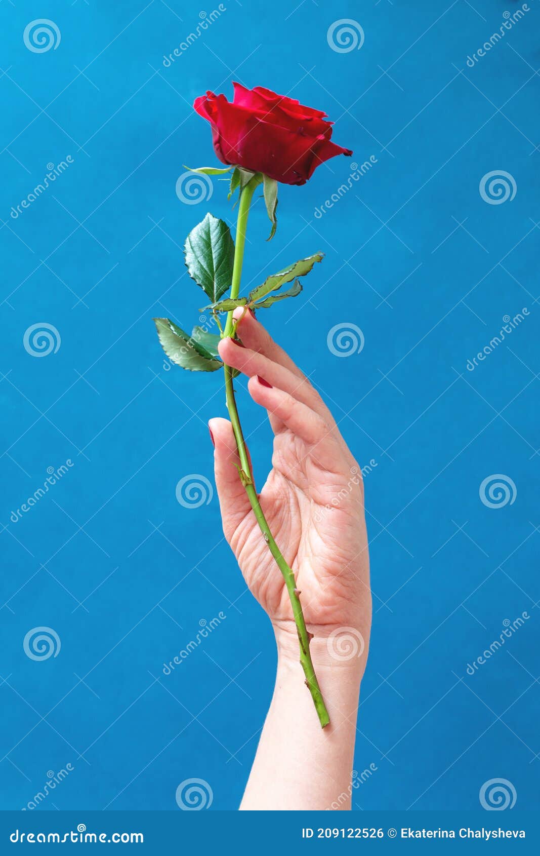 Woman Hand Holding a Beautiful Red Rose Stock Photo - Image of ...