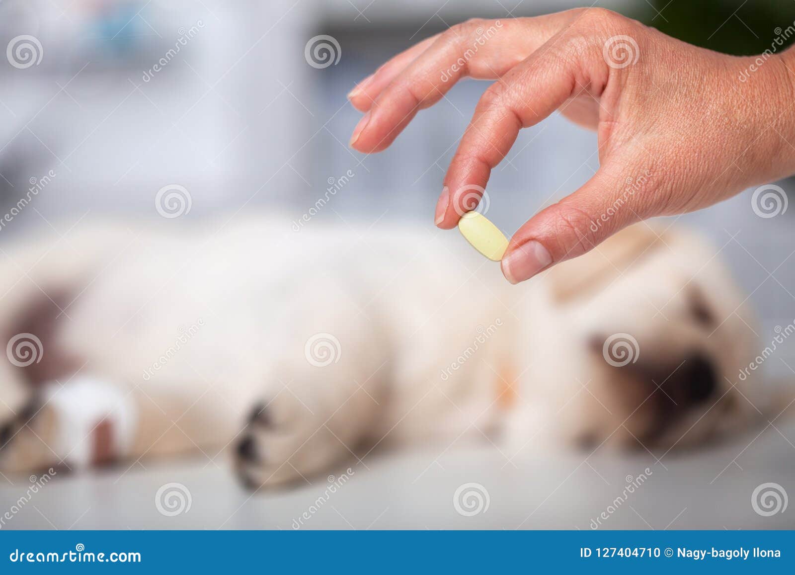 woman hand holding medication for veterinary purposes