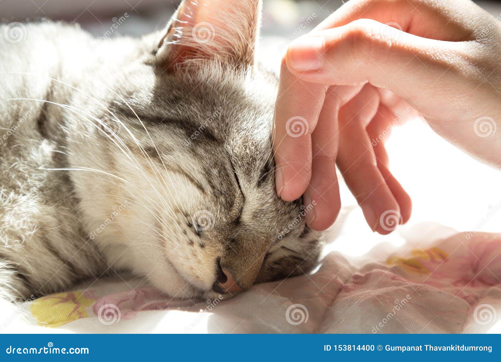 woman hand petting a cat head with sunlight at sunday morning. love to animals