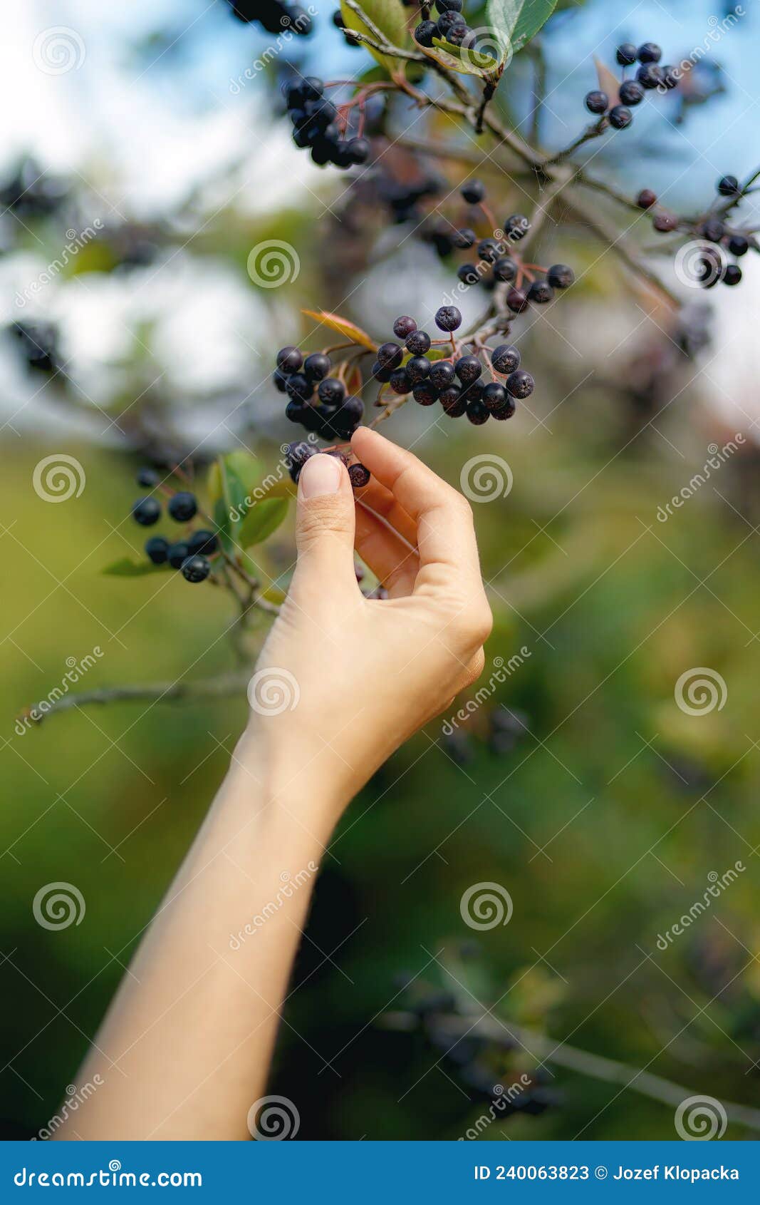 Woman Hand and Rowan. Chokeberry Berries. Black Rowan. Stock Image ...