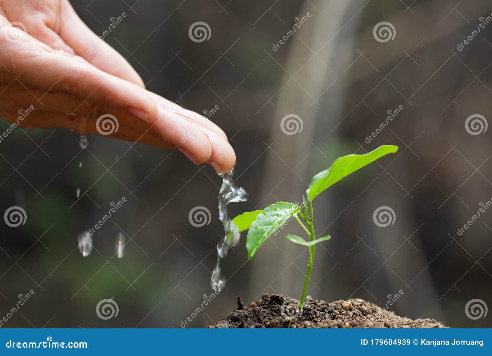 marijuna watering seedlings best practice most efficient marijuna watering seedlings best practice most efficient