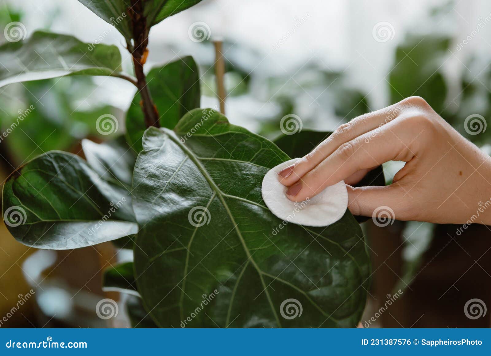 der ovre kultur Udveksle Woman Hand Wiping Dust Off Green Leaves of Fiddle Leaf Fig, Ficus Lyrata.  Stock Photo - Image of housekeeping, houseplant: 231387576