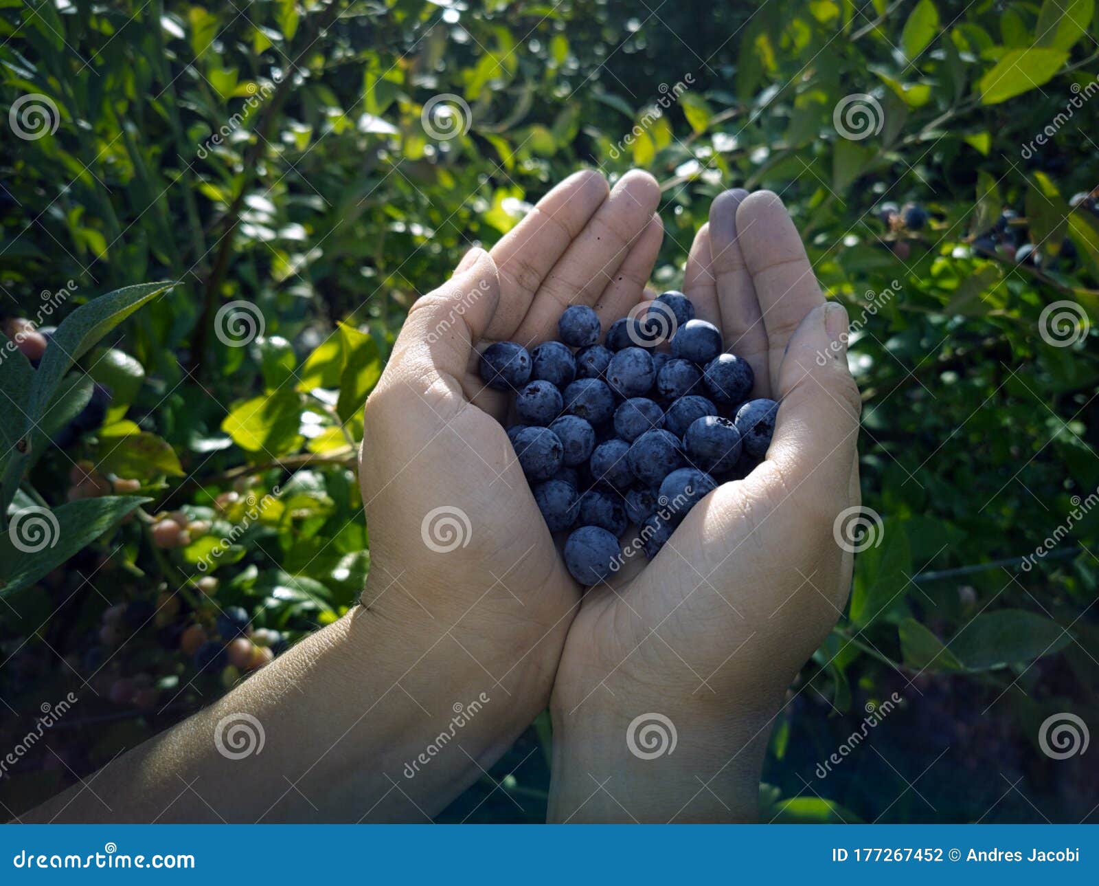 woman hands full of freshly picked blueberries