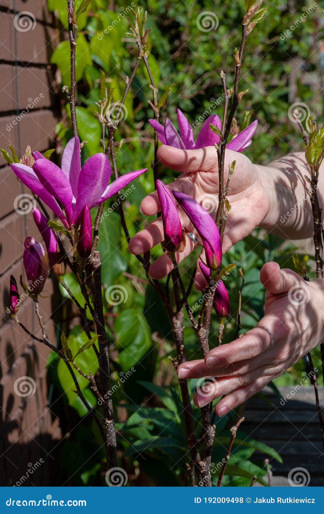 woman hands gentle touching flowers of black lily magnolia. magnolia liliiflora