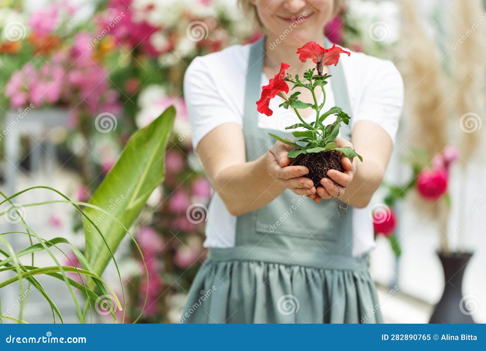 woman hands holding seedling red flower begonya . newly planted florets in the garden. gardener in apron planting