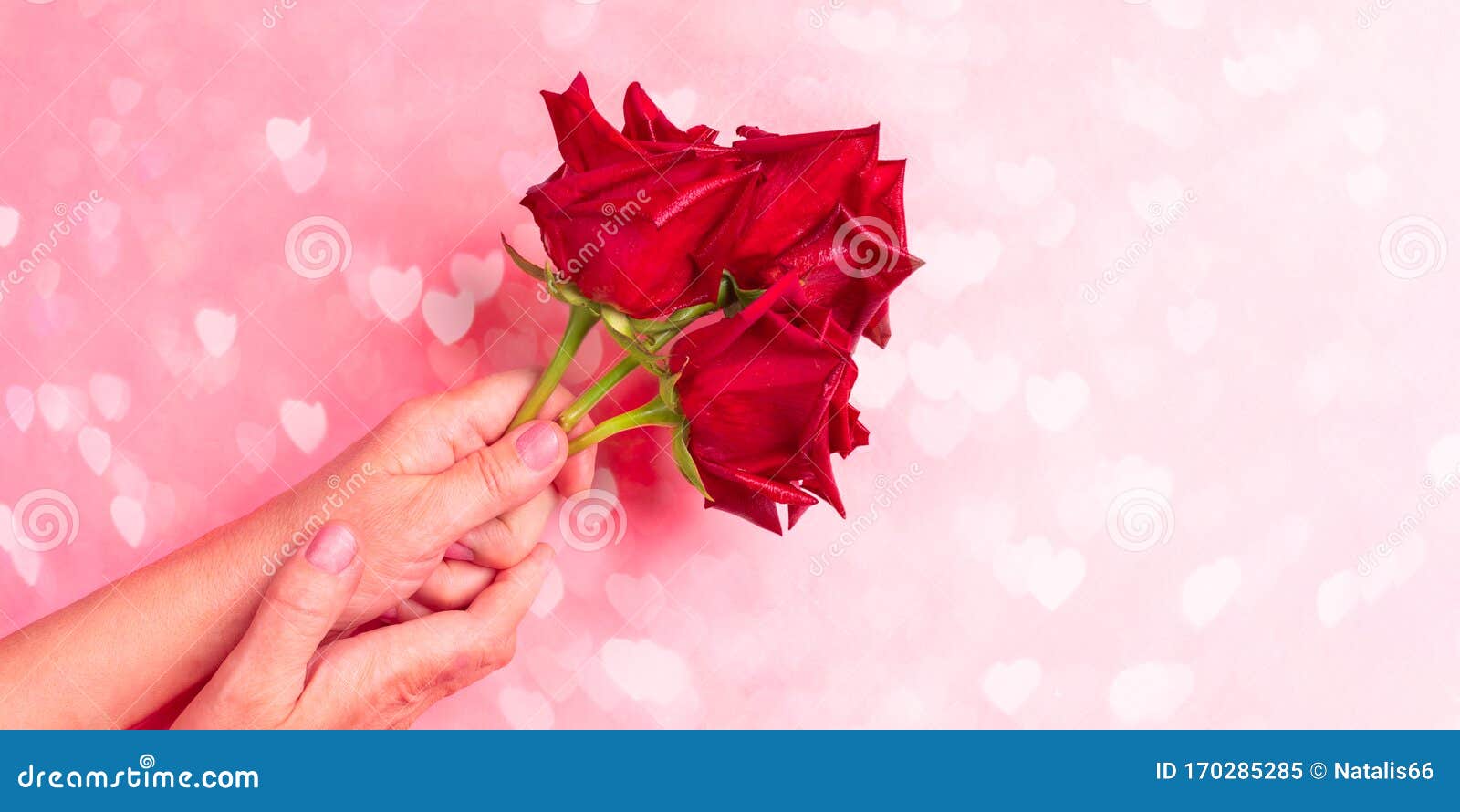 Woman Hands Holding Three Red Roses on Pink Background with Bokeh with ...