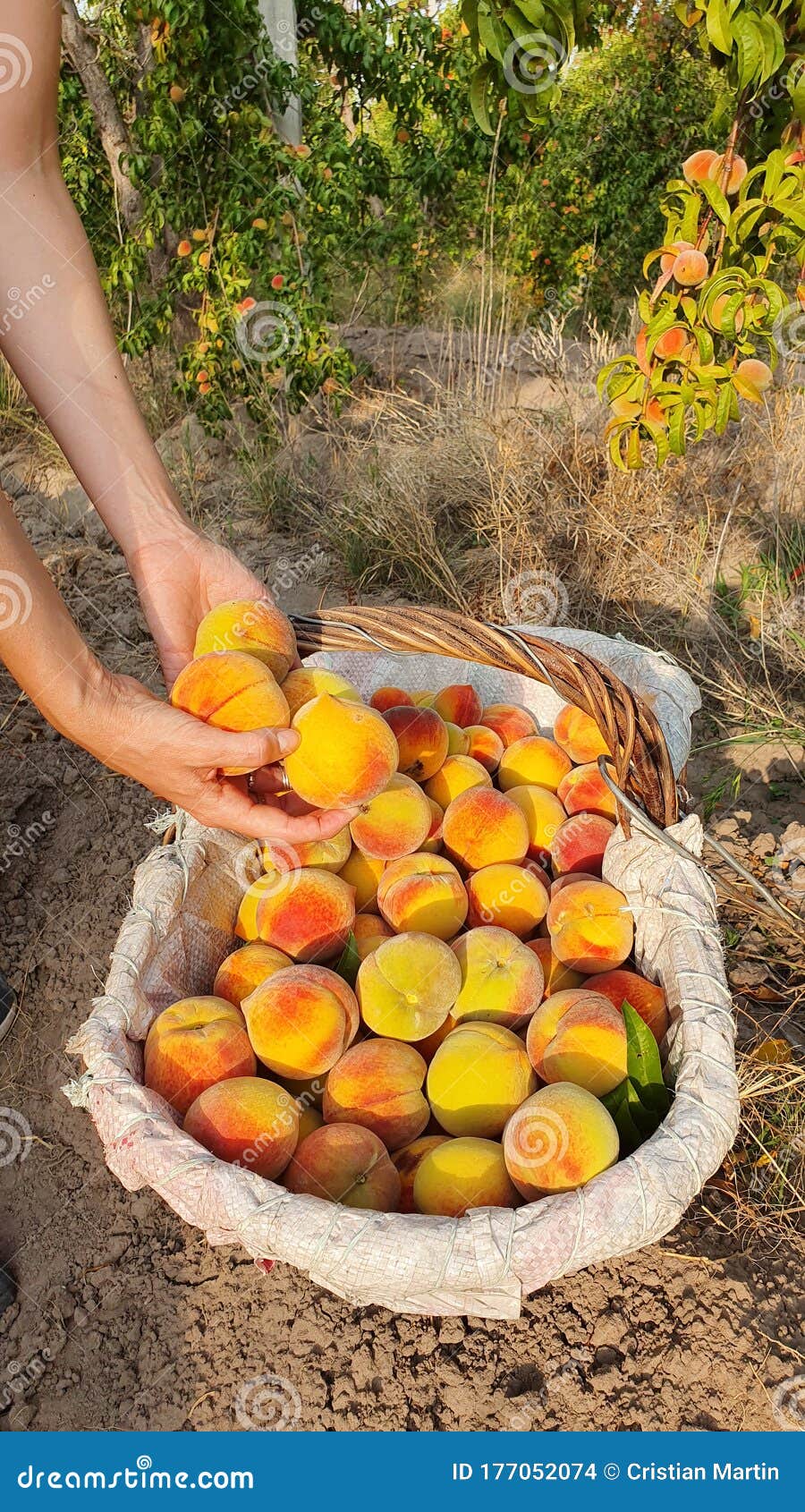 woman hands picking peaches red