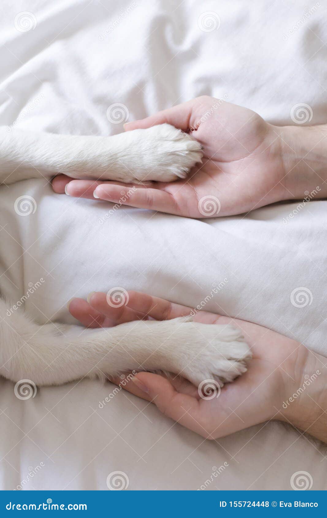 woman hands touching her dog paws on white sheet on bed. morning, love for animals concept. home, indoors and lifestyle