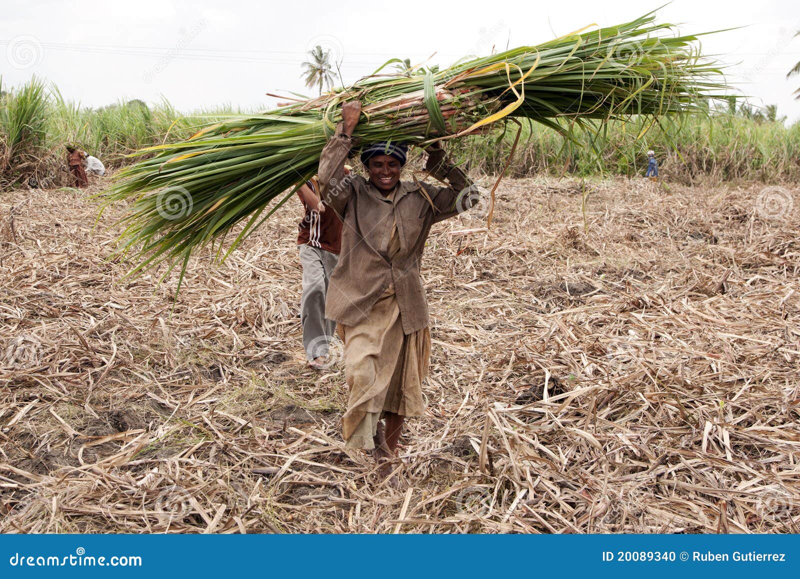 Sugar Cane Harvesting