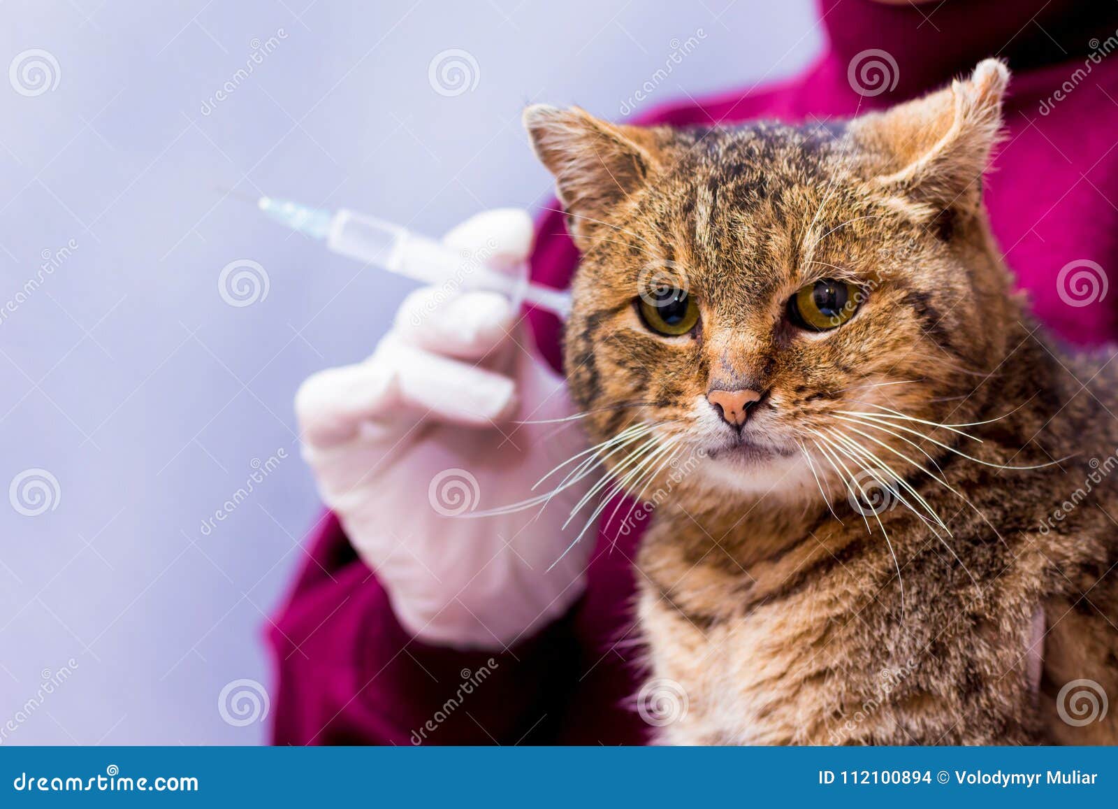 Woman Heals His Beloved Cat, Caring for and Caring for Pets_ Stock